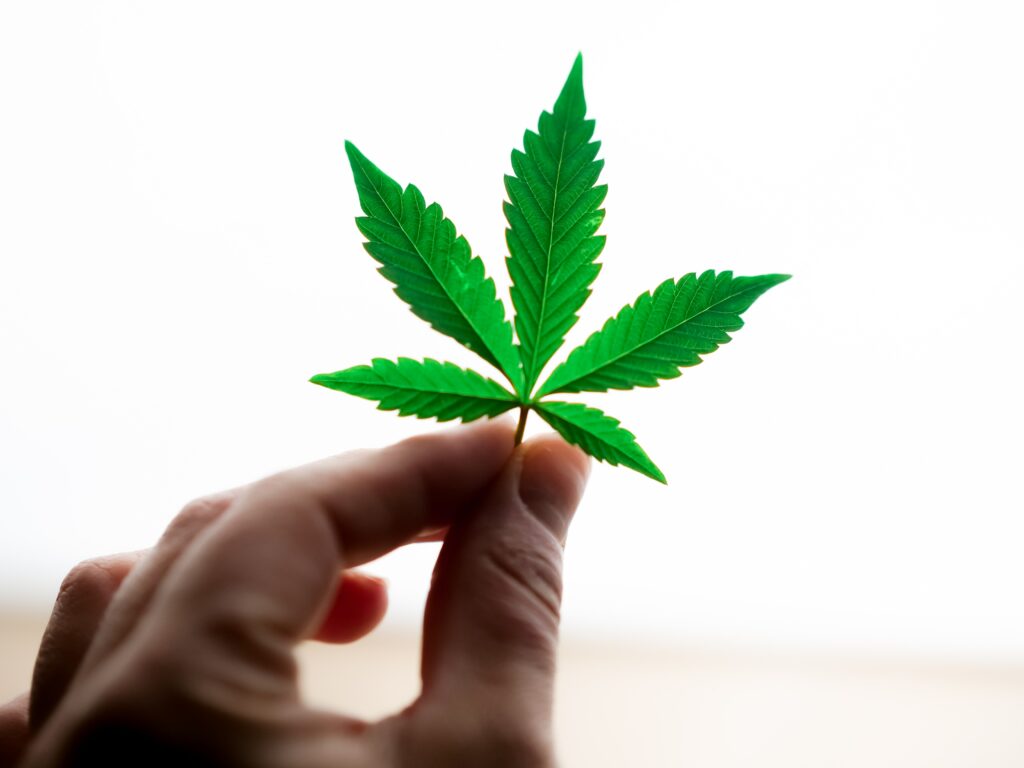 What is the Difference Between Recreational and Medical Marijuana?