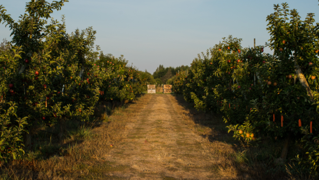 Bellingham Fall Festivities: Visit a Whatcom County Pumpkin Patch