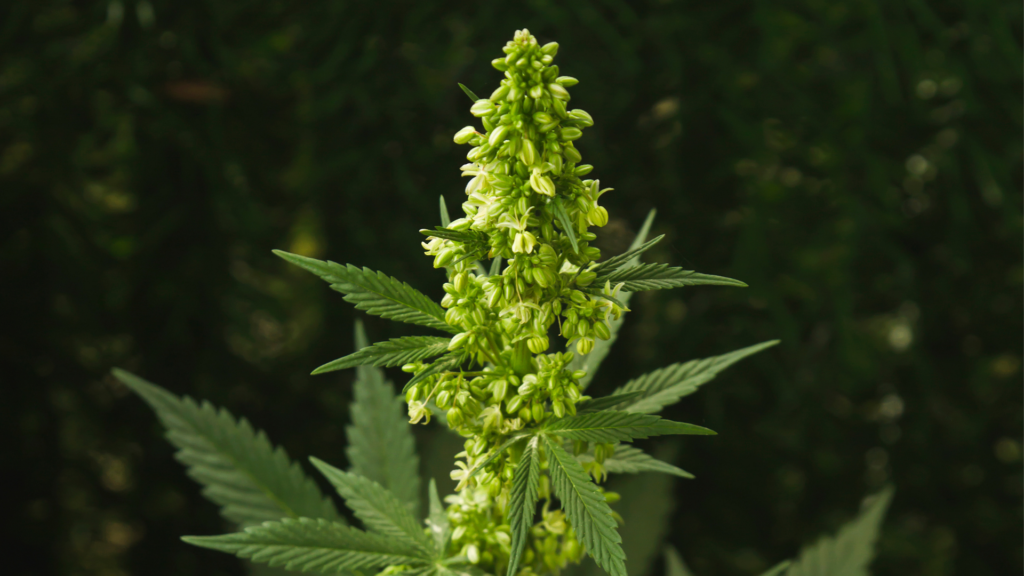 What Does a Male Weed Plant Look Like?